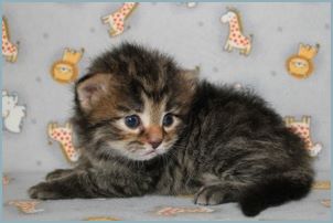 Male Siberian Kitten from Deedlebug Siberians